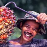 Petani Sawit Kaya Mendadak, TBS Tembus Rp4.183,51 Per Kg