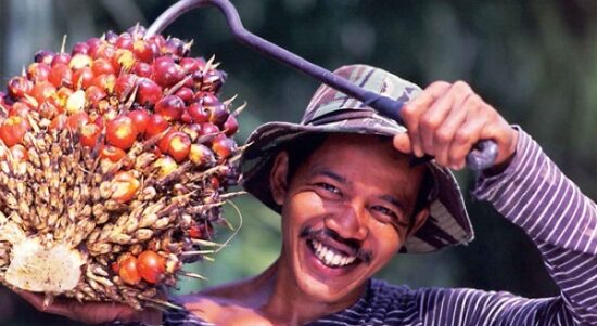 Petani Sawit Kaya Mendadak, TBS Tembus Rp4.183,51 Per Kg