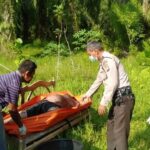 Sedang Memanen Sawit, Malah Menemukan Sesosok Mayat