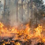 Hutan di Spanyol Terbakar, 30 Ribu Hektare Hangus