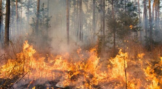 Hutan di Spanyol Terbakar, 30 Ribu Hektare Hangus