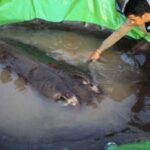Ikan Air Tawar Terbesar di Dunia Tertangkap, Kalahkan Rekor Lele Raksasa 293 Kg Ikan Air Tawar Terbesar di Dunia Tertangkap, Kalahkan Rekor Lele Raksasa 293 Kg