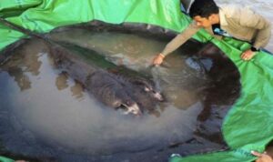 Ikan Air Tawar Terbesar di Dunia Tertangkap, Kalahkan Rekor Lele Raksasa 293 Kg
