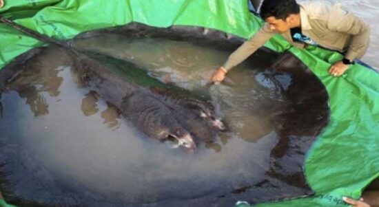 Ikan Air Tawar Terbesar di Dunia Tertangkap, Kalahkan Rekor Lele Raksasa 293 Kg