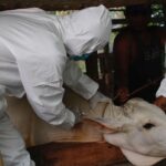 Tanggulangi PMK, Pemkab Sergai Gelar Vaksinasi untuk Sapi