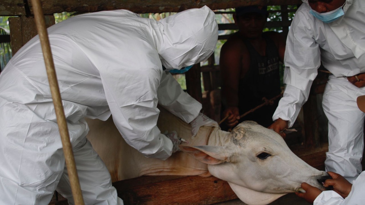 Tanggulangi PMK, Pemkab Sergai Gelar Vaksinasi untuk Sapi