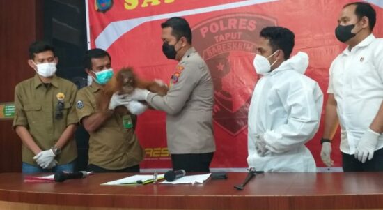 Ditemukan Warga di Hutan, Polres Taput Serahkan Anak Orang Utan ke BKSDA