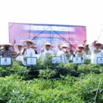 Harga Cabai Mulai Turun, Pemprov Sumut Terus Jaga Stabilitas Harga Cabai Mulai Turun, Pemprov Sumut Terus Jaga Stabilitas