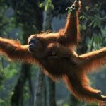 sumut orangutan