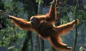 sumut orangutan