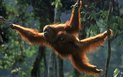 Bukit Lawang, Gerbang Petualangan Menuju Hutan Leuser dan Habitat Orangutan Sumatera
